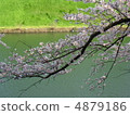 Chidorigafuchi的櫻花 4879186