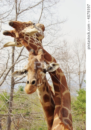 Dancing giraffe 4879397