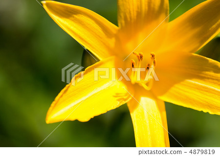 Musashino Kisuge 4879819