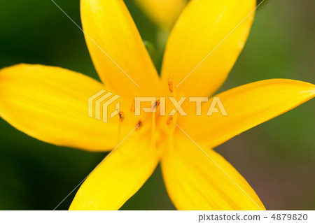 Musashino Kisuge 4879820