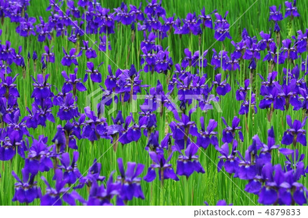 Iris Iris 4879833