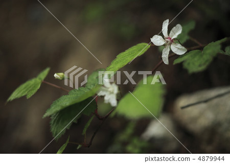 尼加稻草 4879944