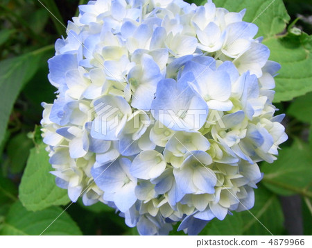 hydrangea   4879966