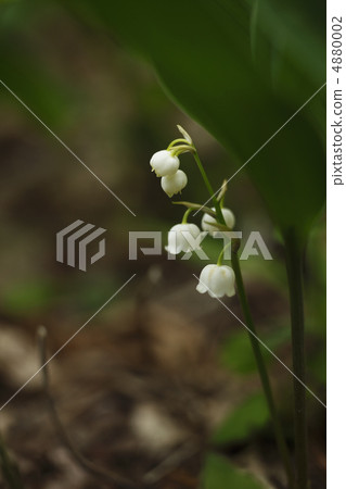 Lily of the valley Lily of the valley 4880002