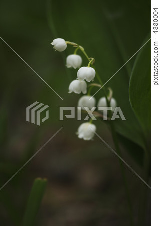 Lily of the valley Lily of the valley 4880004