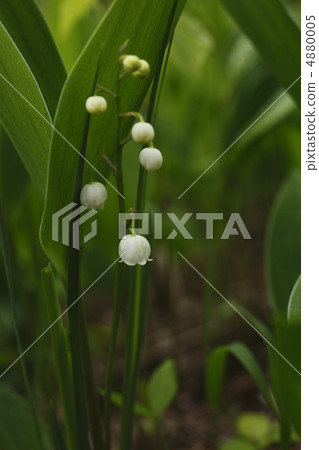 Lily of the valley Lily of the valley 4880005
