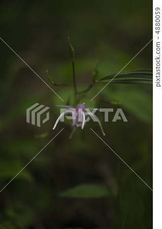 淡水韭菜 4880059