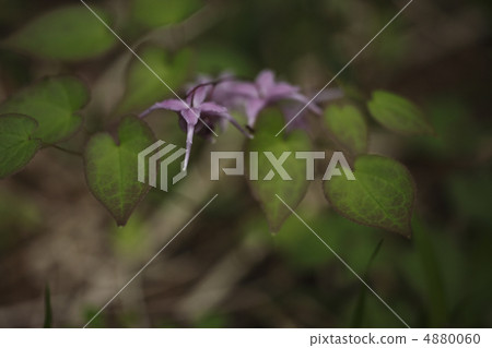 Freshwater leek Freshwater leek 4880060