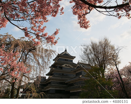 Cherry-blossoming Matsumoto Castle Cherry-blossoming Matsumoto Castle 4880131