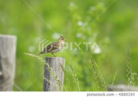 Lark 4880193