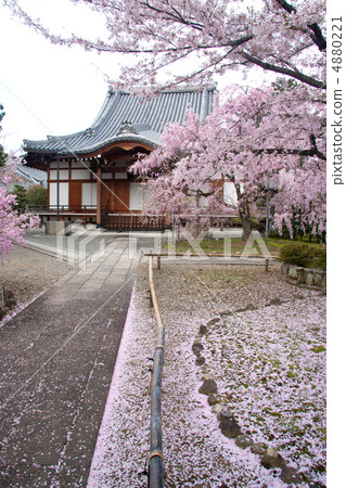 Red elephant cherry tree of elegant lotus temple (literary buddhist priest) 1 Red elephant cherry tree of elegant lotus temple (literary buddhist priest) 1 4880221