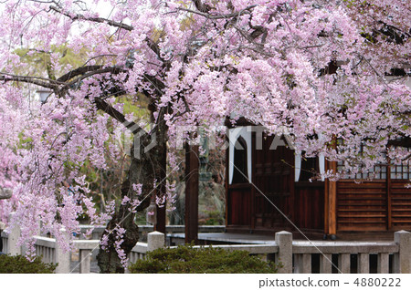 Red elephant cherry blossoms of elegant lotus temple (literary buddhist priest) Red elephant cherry blossoms of elegant lotus temple (literary buddhist priest) 4880222