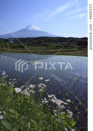 Haruzion and Mt. Fuji 4880323