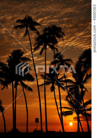 夏威夷日落棕櫚樹 夏威夷日落棕櫚樹 4880363