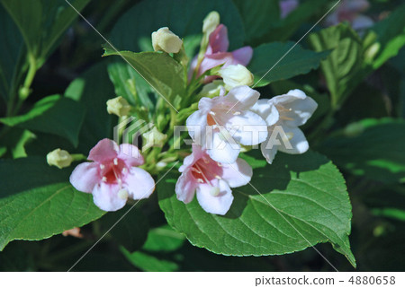 Flower of hakonnettsugi 4880658