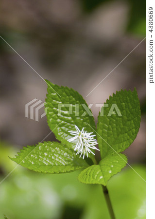 Hitoshizuka Hitoshizuka 4880669