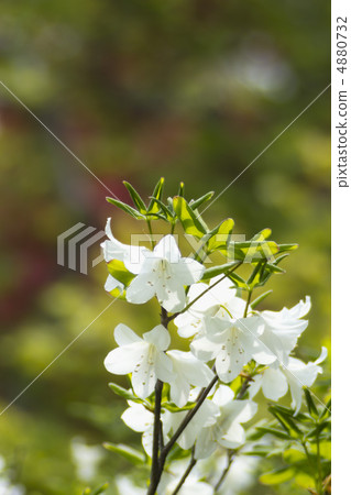 Goyo azalea 4880732