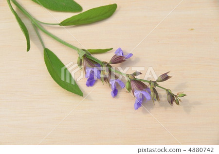 鼠尾草花 鼠尾草花 4880742