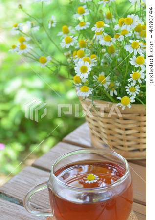 香草茶 香草茶 4880744