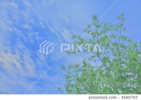 藍天和樹 藍天和樹 4880783