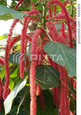 Benihimonoki 4880806