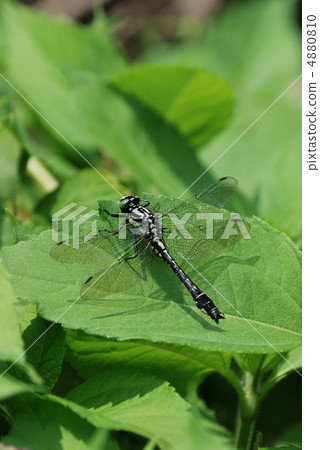 Honsanae Honsanae 4880810