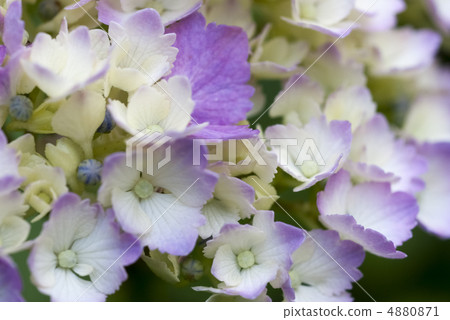 繡球花了 繡球花了 4880871