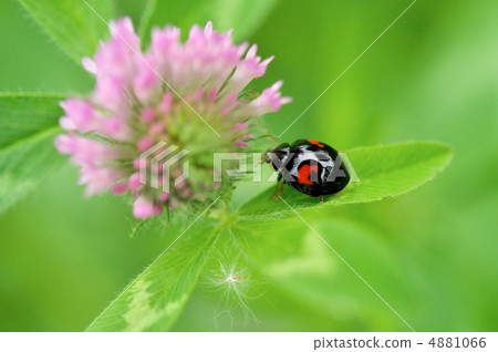 Nomento lentus bells 4881066