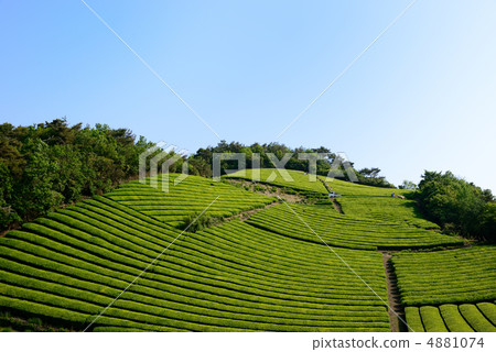 Tea plantation Tea plantation 4881074