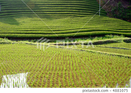 Paddy field and tea plantation 4881075