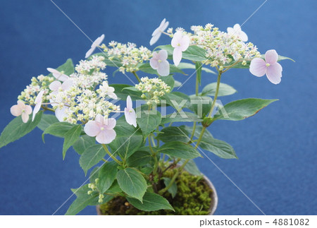 盆景Yamah繡球花 盆景Yamah繡球花 4881082