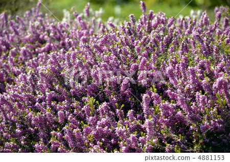 Erika Carnea Erika Carnea 4881153