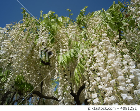 Sirafusi image (13) 4881251