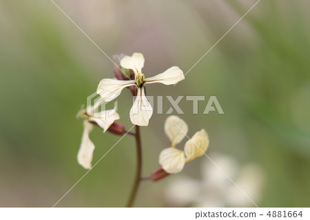 火箭 火箭 4881664