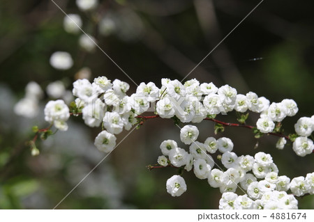 Shimimibana Shimimibana 4881674