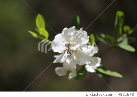 Licarbae and insects 4881678