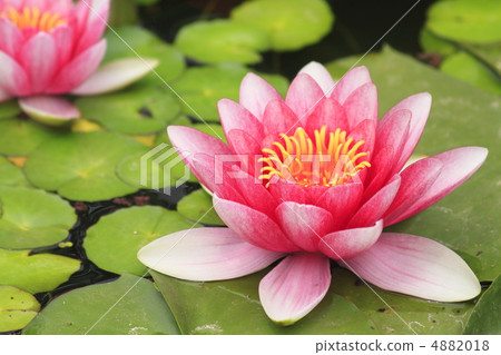 睡蓮 睡蓮 4882018