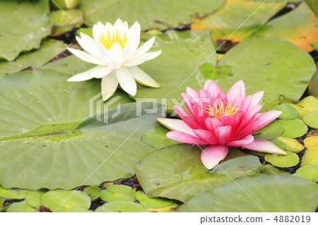 睡蓮 4882019
