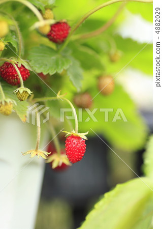 Wild strawberry 4882029