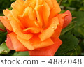 Rose of the rain 4882048