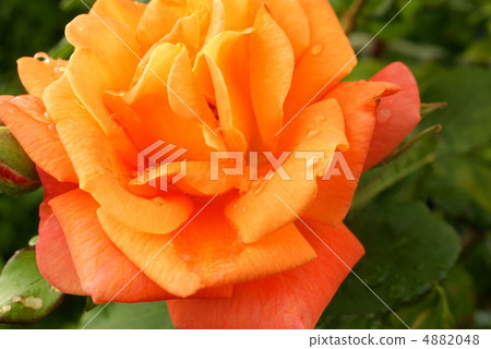 Rose of the rain Rose of the rain 4882048