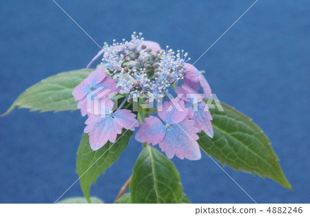 Bonsai Yamah hydrangea Flower Bonsai Yamah hydrangea Flower 4882246