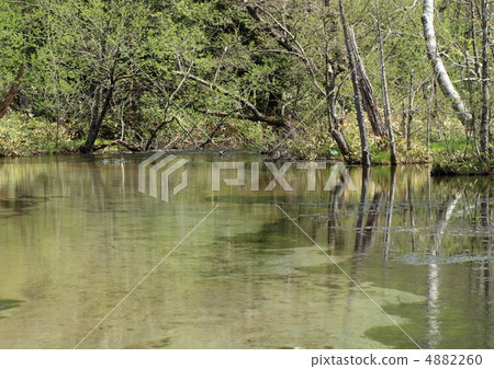 詢問原始森林沼澤中的環境問題 4882260