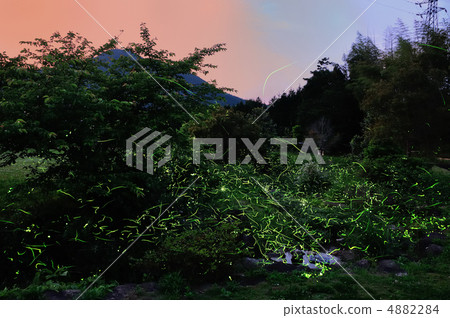 暮光之城螢火蟲 4882284