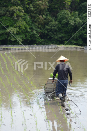Rice planting 4882388