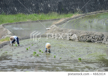 水稻種植 水稻種植 4882814