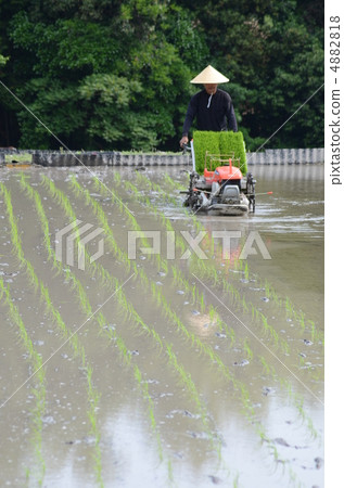 水稻種植 4882818