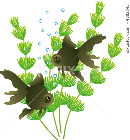 兩個土塊demesquin和Matsumo 4882843