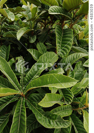 枇杷葉 4883039