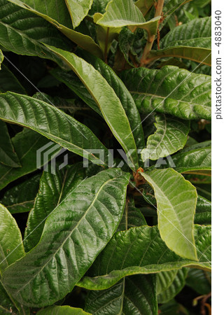 Loquat leaves 4883040